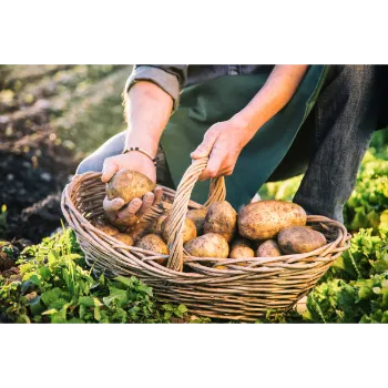 Potato (23)-9207963-59618.webp